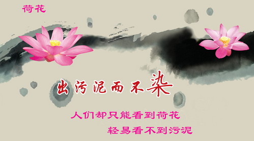 赞美荷花,也欣赏污泥