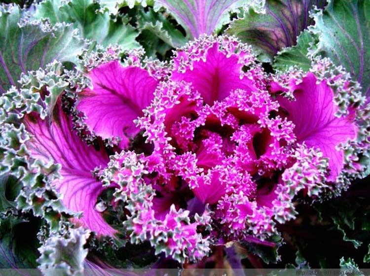 【转载】稀世奇花 千年罕见