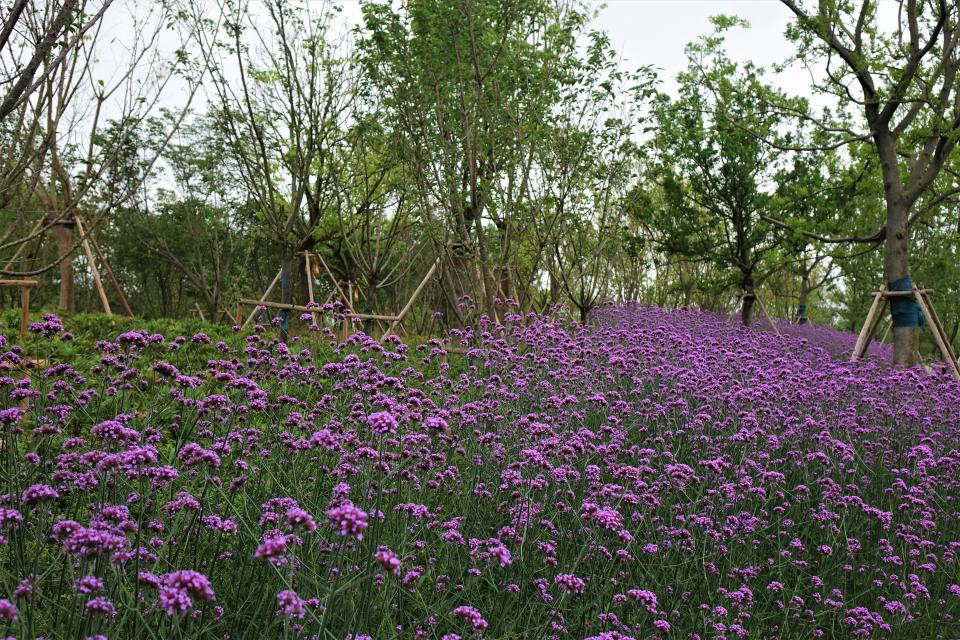 原创崇明花博会北园雨中游