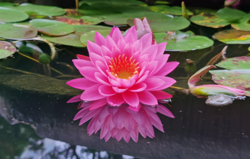 雨中看莲