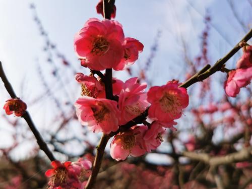 【随拍集锦】诱人的彩樱花