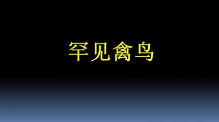 罕见禽鸟