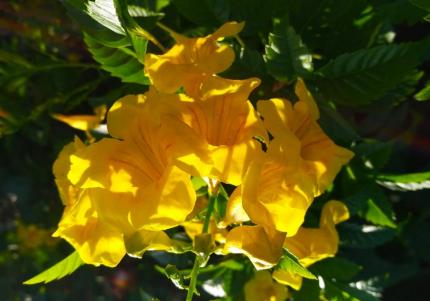 黄钟花