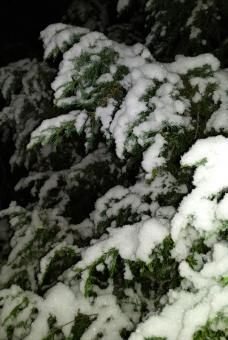 初雪见真情