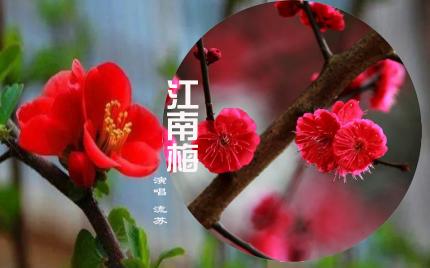 《江南梅》流苏