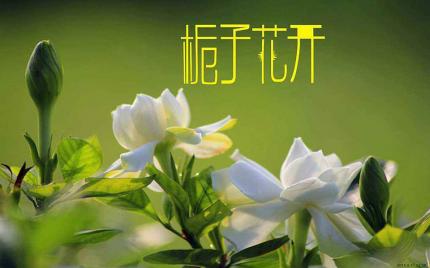 《栀子花开》流苏