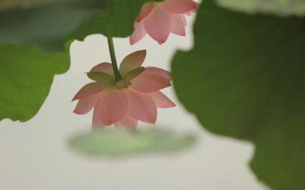《荷花湖中相思浓》流苏