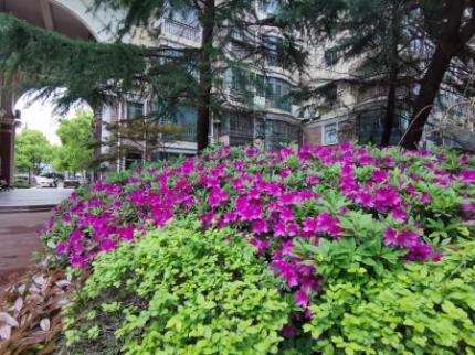 杜鹃花开红艳艳