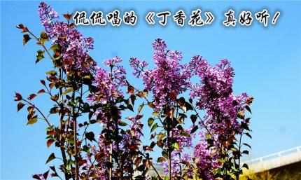 (歌曲)侃侃唱的《丁香花》真好听！