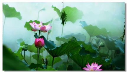 《荷花香莲子情》姜佑泽