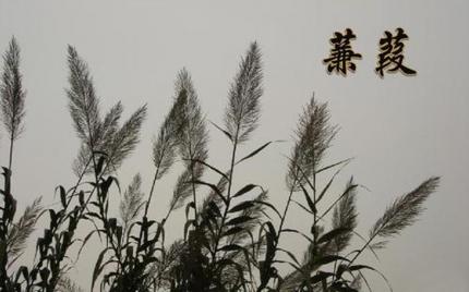《秋天的思念》黄雯婷