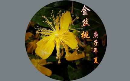 《心中的桃花源》吴碧霞