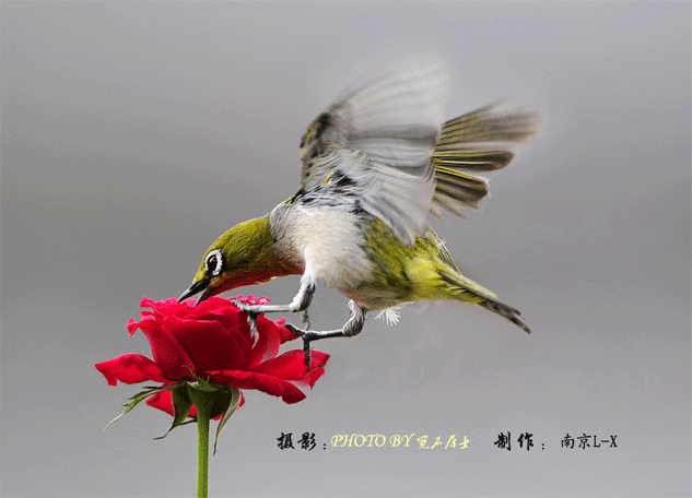 鸟和花的动态图图片