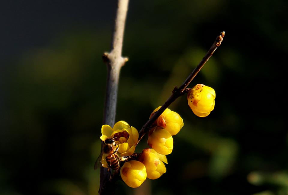 幹活蠻累蠻辛苦的,卻也增加了蜜蜂在蠟梅花蕊上停留的時間,臘梅花開迷