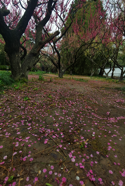 原创 落英缤纷