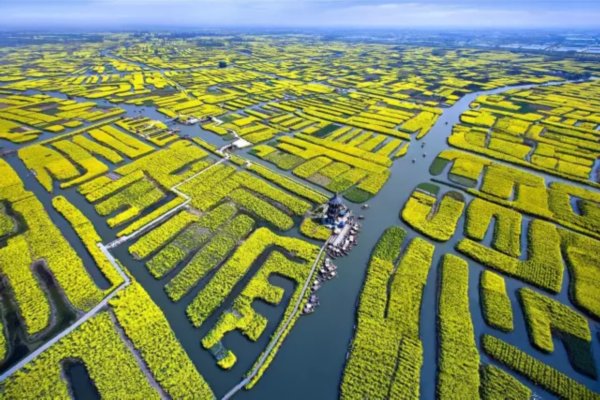 原創江蘇興化垛田油菜花一到春天興化就美成了仙境