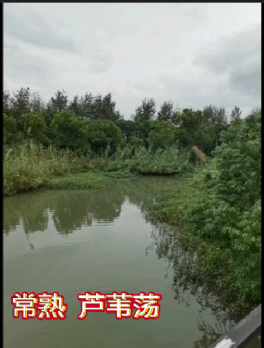 常熟 芦苇荡风景