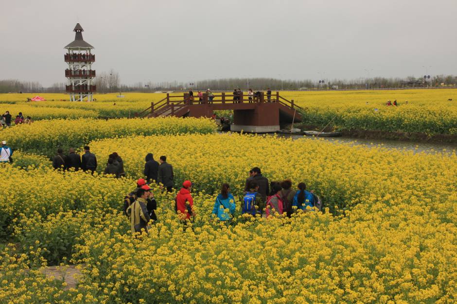 【原創】千島垛田,醉人菜花香---觀賞興化油菜花.