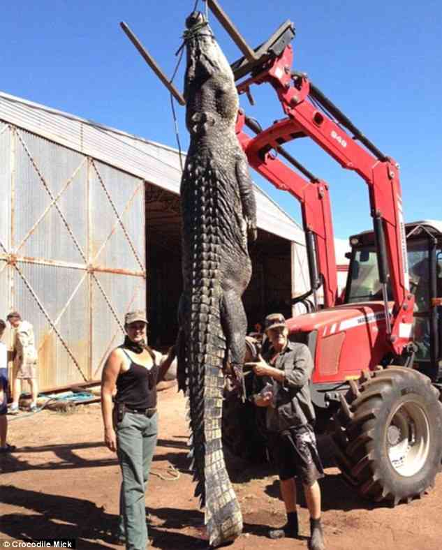【转载】澳洲居民发现9米长巨型鳄鱼 体形神似恐龙(组图)