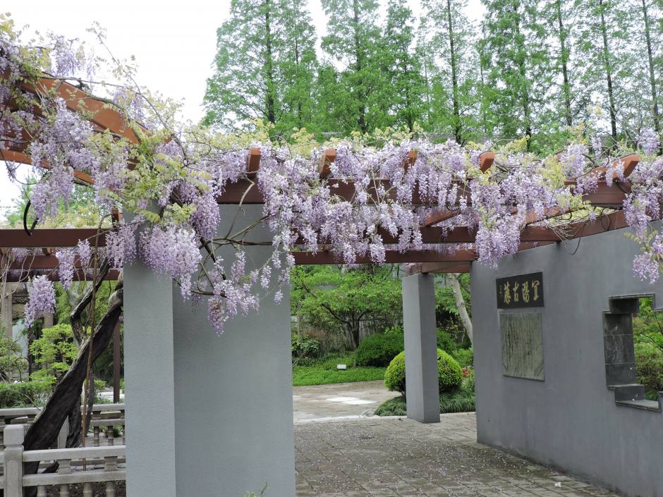 闵行紫藤公园图片