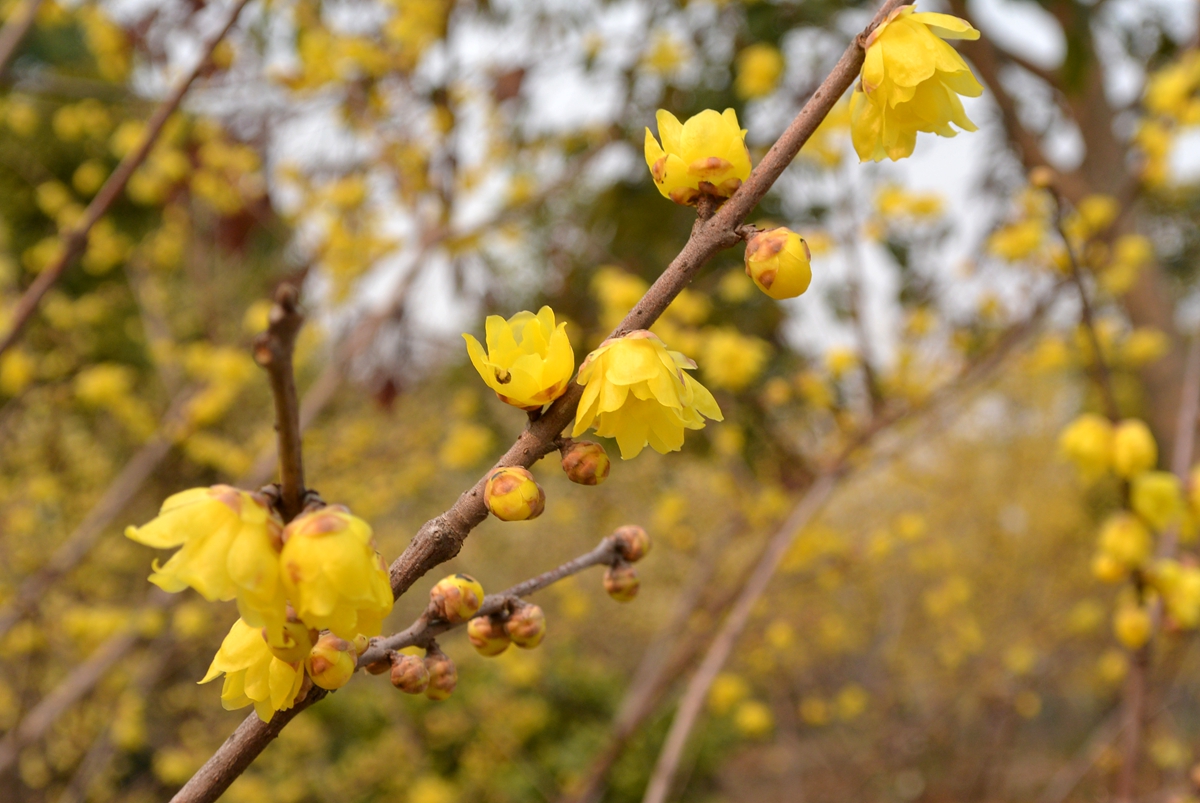 真如公園賞 臘梅花